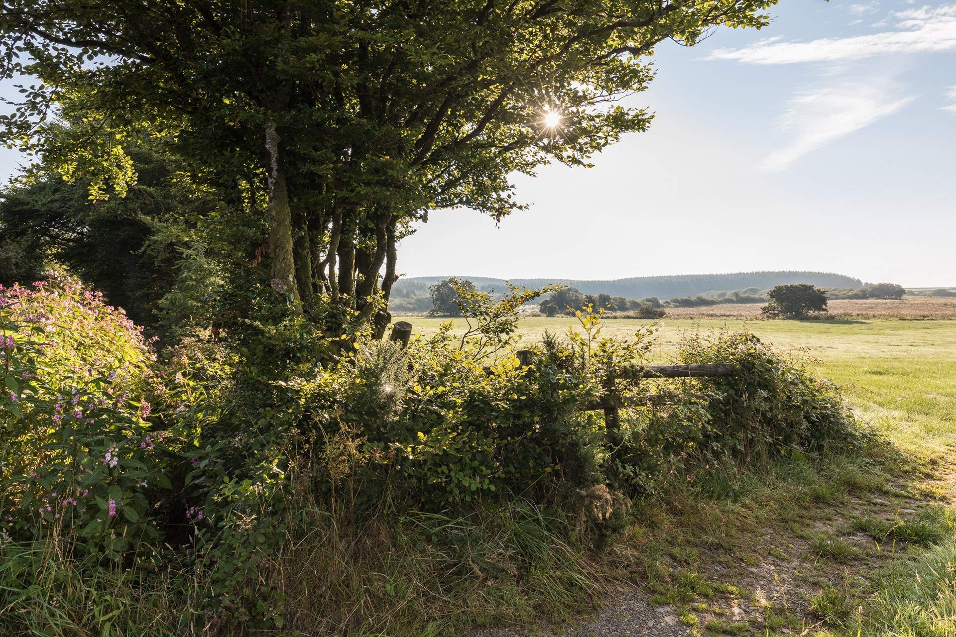 There's so many lovely walks to discover - this is Hartland.