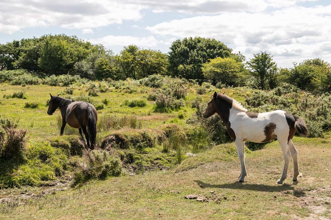 Stop to look at the Dartmoor ponies.
