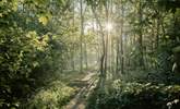 Walk the local woodlands. - Thumbnail Image