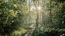Walk the local woodlands.