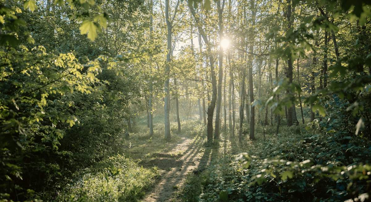 Walk the local woodlands.