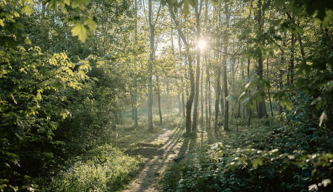 Walk the local woodlands.