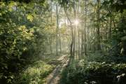 Walk the local woodlands.