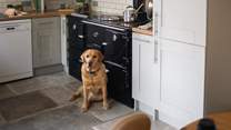 Your four-legged friends are welcome and even have their own welcome pack. 