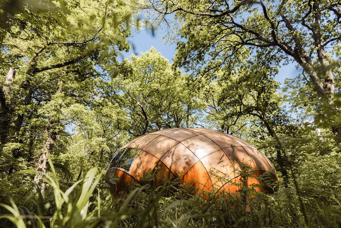 Discover an utterly unique and handcrafted 'truffle' amongst the trees.