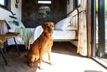 Your four-legged friend is very welcome to join you on your adventure. 