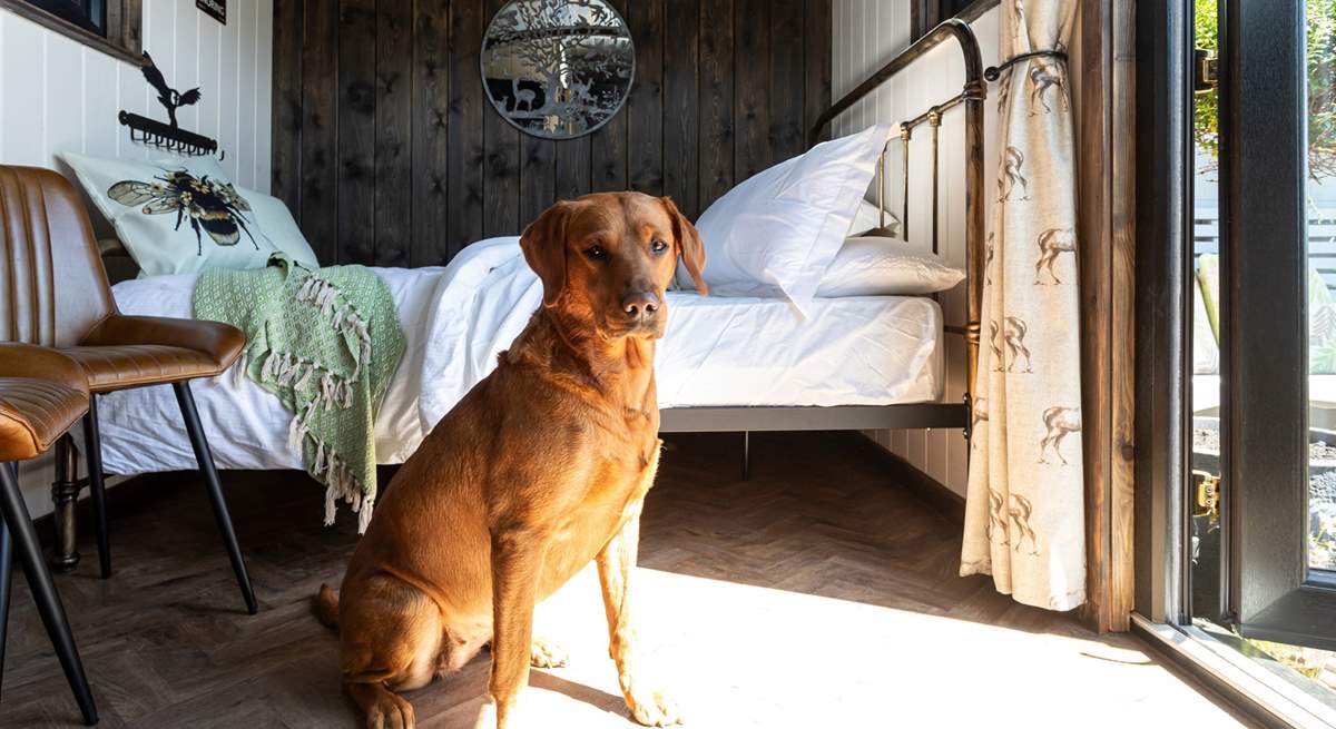 Your four-legged friend is very welcome to join you on your adventure. 