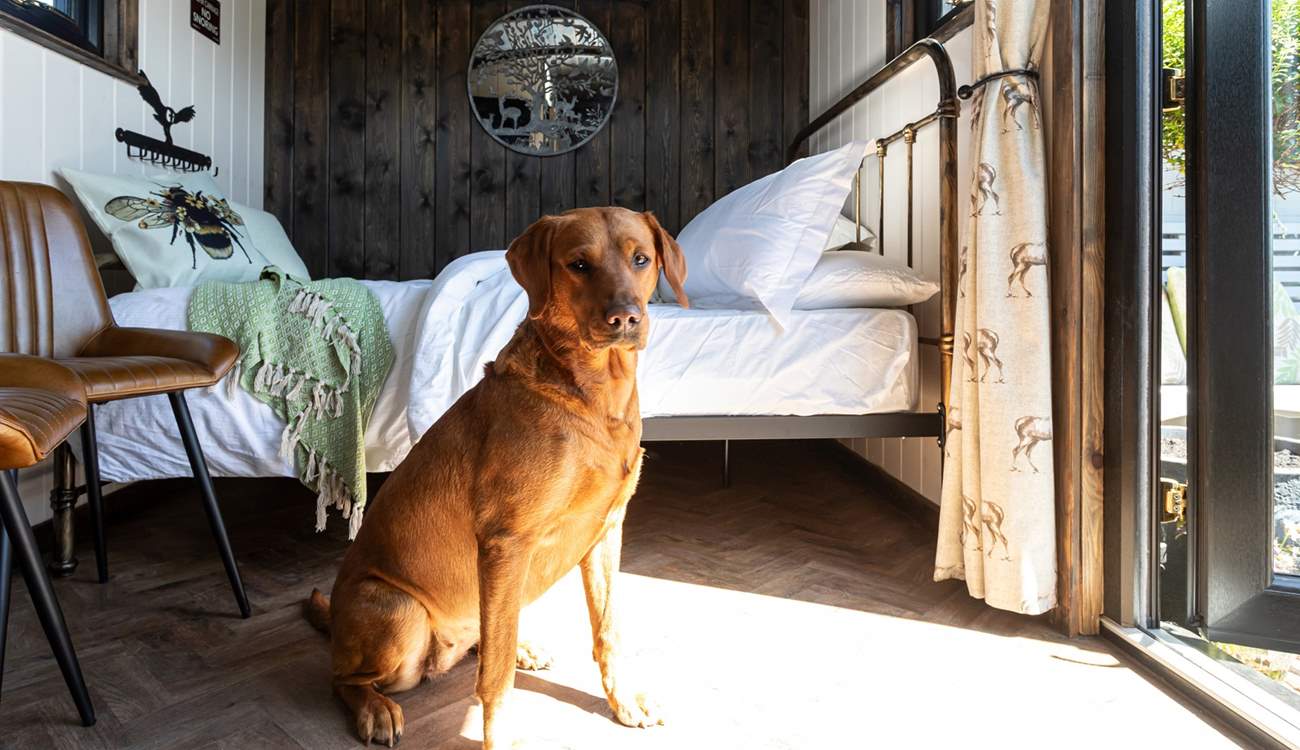 Your four-legged friend is very welcome to join you on your adventure. 