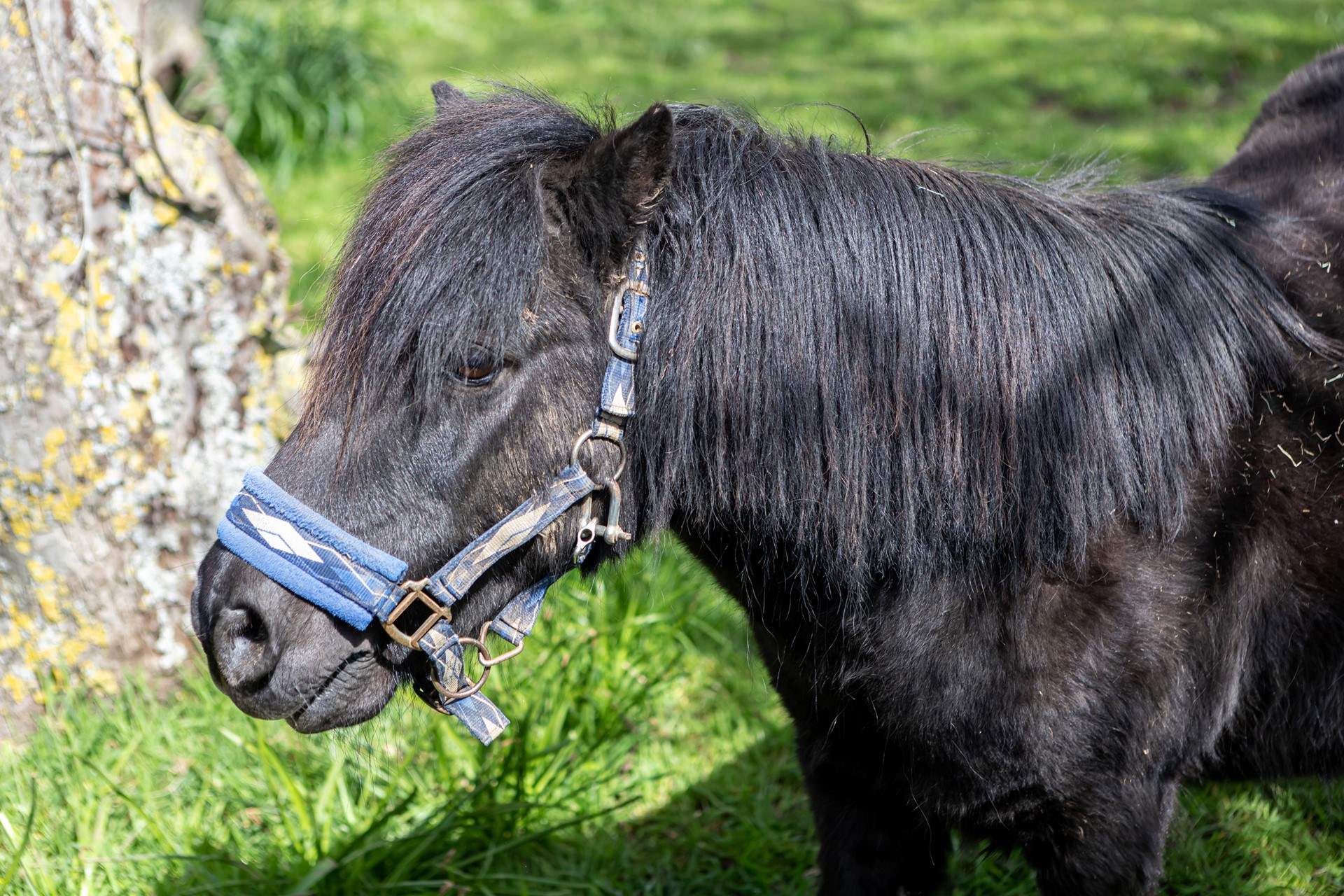 Say hello to Billy the pony! 