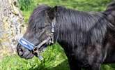 Say hello to Billy the pony!  - Thumbnail Image