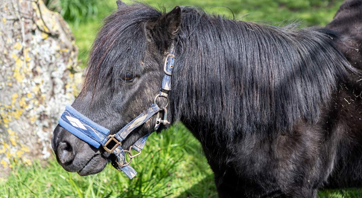 Say hello to Billy the pony! 