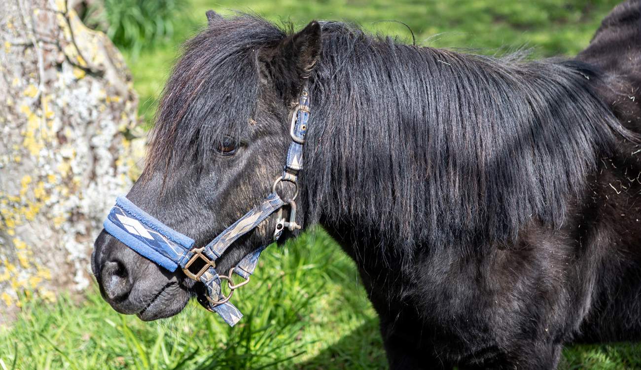 Say hello to Billy the pony! 