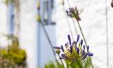Pretty agapanthus line the cottage windows.  - Thumbnail Image