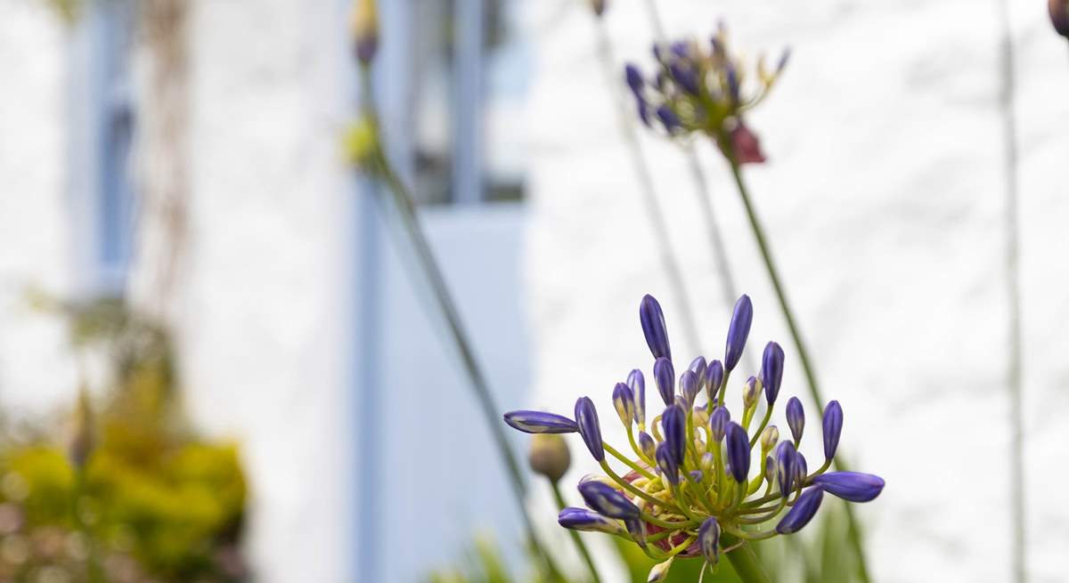 Pretty agapanthus line the cottage windows. 