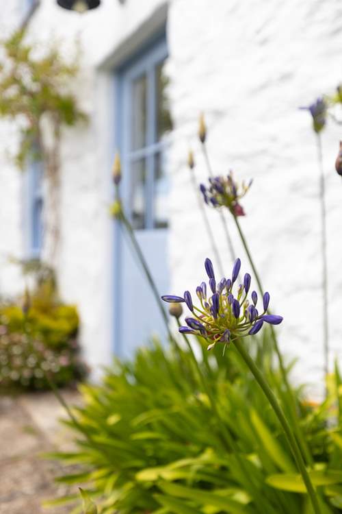 Pretty agapanthus line the cottage windows.