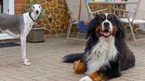 Your four-legged friends are welcome to join you on holiday. 