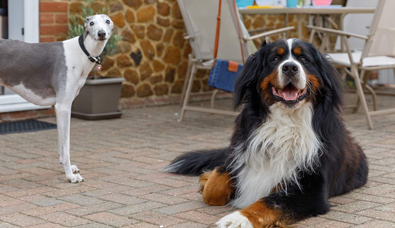 Your four-legged friends are welcome to join you on holiday. 