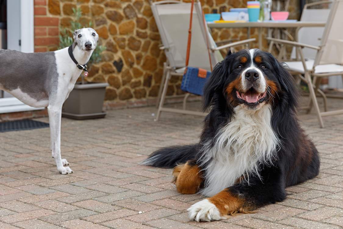 Your four-legged friends are welcome to join you on holiday.