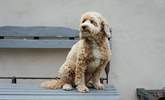 Don't forget your dog. He'll love it here.  - Thumbnail Image