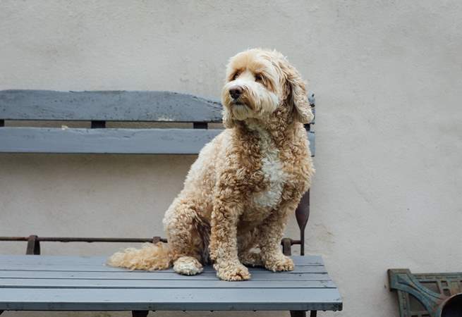 Don't forget your dog. He'll love it here. 