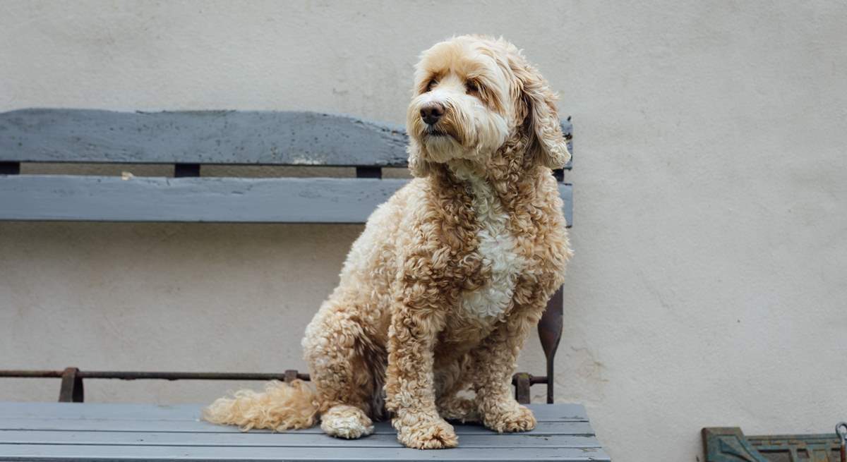 Don't forget your dog. He'll love it here. 