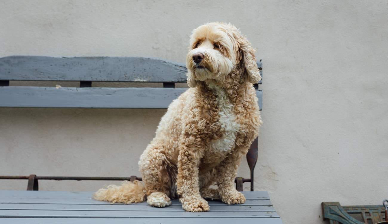 Don't forget your dog. He'll love it here. 