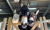 The friendly faces at the popular Isle of Wight Donkey Sanctuary are waiting to meet you! - Thumbnail Image