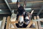 The friendly faces at the popular Isle of Wight Donkey Sanctuary are waiting to meet you!