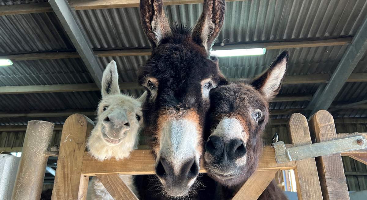 The friendly faces at the popular Isle of Wight Donkey Sanctuary are waiting to meet you!