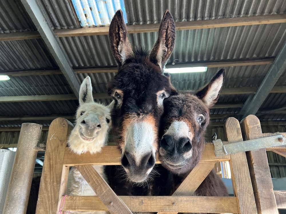 The friendly faces at the popular Isle of Wight Donkey Sanctuary are waiting to meet you!