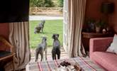 A wonderful garden and meadow for you and your four-legged friends to enjoy. - Thumbnail Image