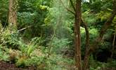 Step outside and embrace the outdoors whilst you cool off under the cold-water rainfall shower. - Thumbnail Image