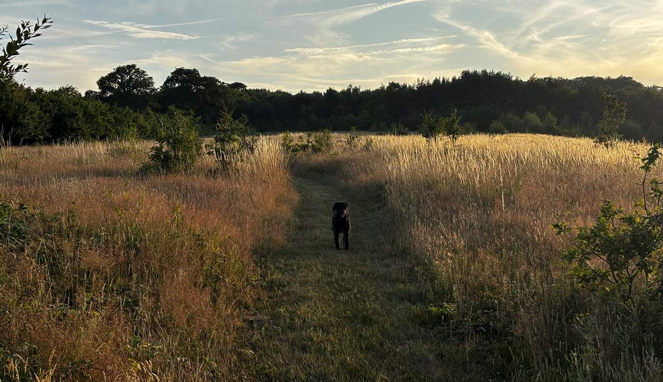 There is a private field with mown paths, perfect for an early morning or evening stroll.
