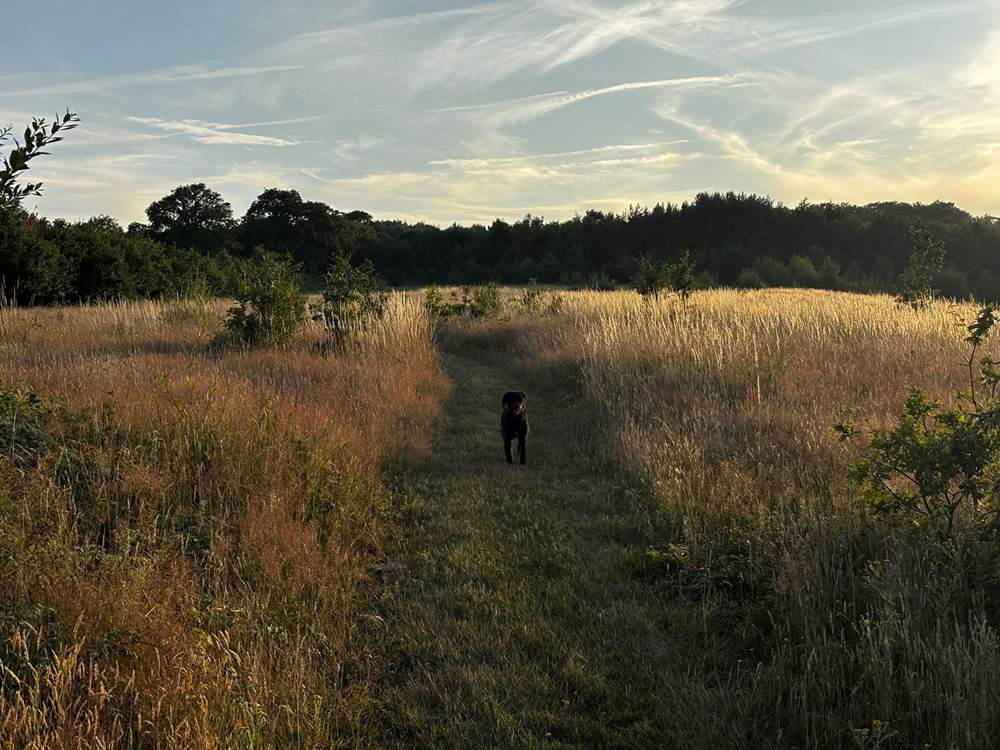 There is a private field with mown paths, perfect for an early morning or evening stroll.