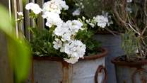 Rustic floral displays are a feast for the eyes.