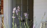Calming lavender sets the relaxing tone. - Thumbnail Image