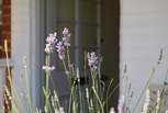 Calming lavender sets the relaxing tone.