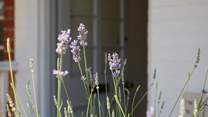 Calming lavender sets the relaxing tone.