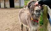 The Donkey Sanctuary is a great trip out and suitable for all ages. - Thumbnail Image