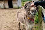 The Donkey Sanctuary is a great trip out and suitable for all ages.