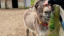 The Donkey Sanctuary is a great trip out and suitable for all ages.