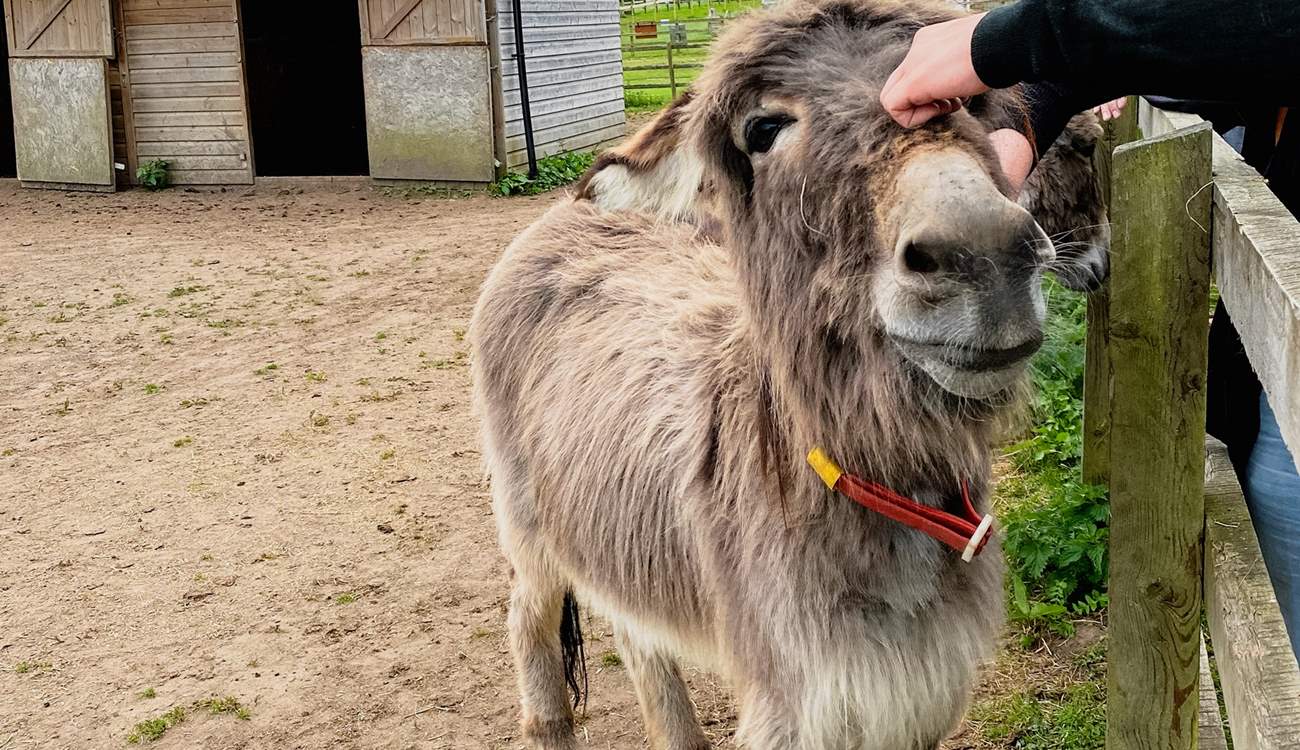 The Donkey Sanctuary is a great trip out and suitable for all ages.