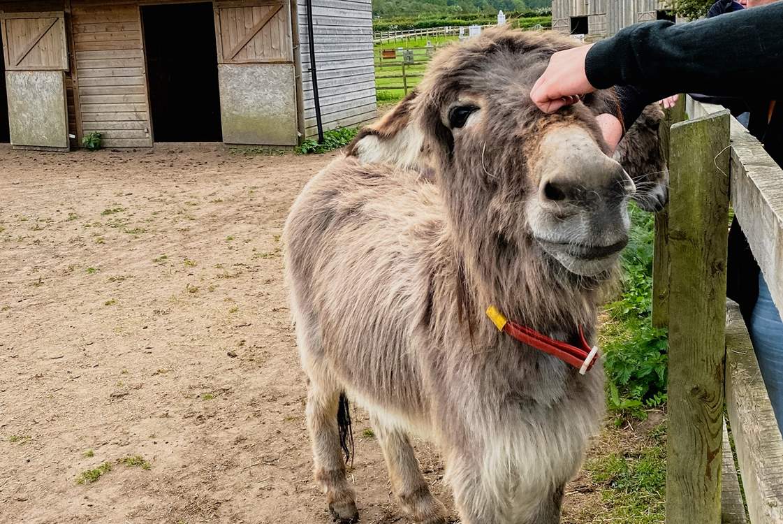The Donkey Sanctuary is a great trip out and suitable for all ages.