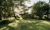 Ideal shade in the summer sun.  - Thumbnail Image