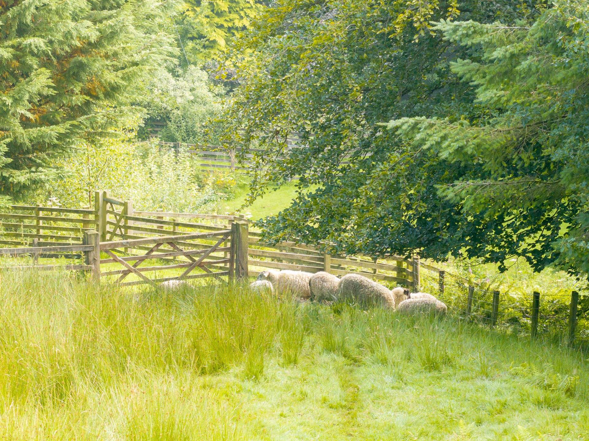 You can never have too many sheep.