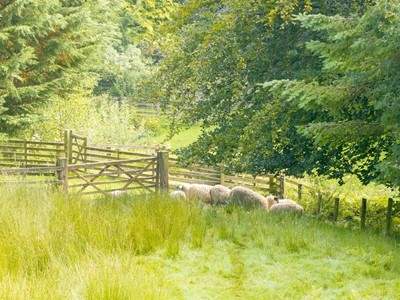Say hello to the sheep in the paddock at the side of the cottage. 