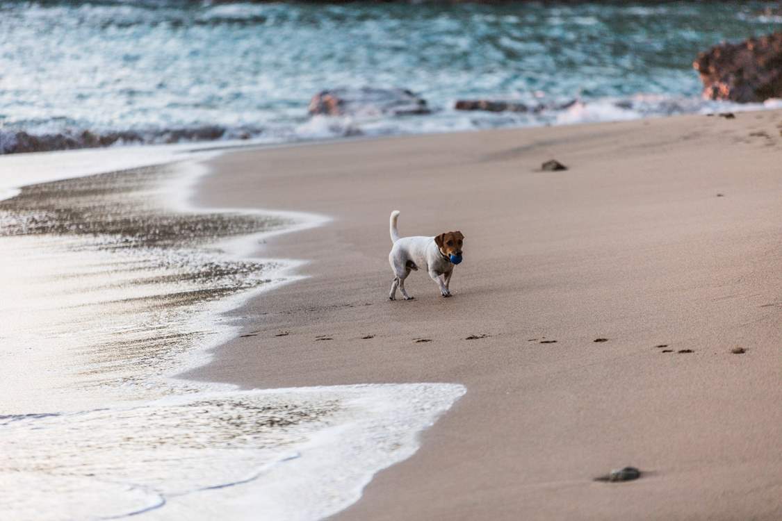 Your canine companion is welcome to join you at Copper Bal Cottage.