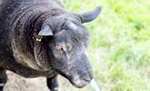 Occasionally there might be some of the owner's award-winning sheep in the little paddock. - Thumbnail Image