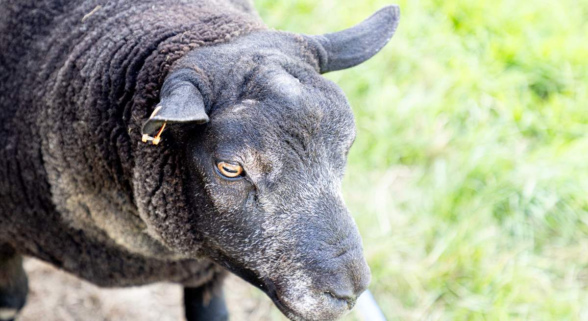 Occasionally there might be some of the owner's award-winning sheep in the little paddock.
