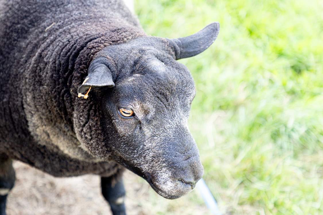 Occasionally there might be some of the owner's award-winning sheep in the little paddock.